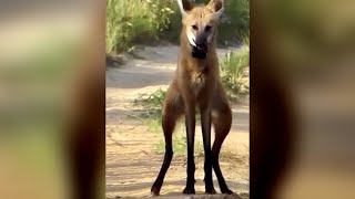 Lobo…Zorro…Venado  Chrysocyon brachyurus [upl. by Pascasia]