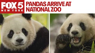 Pandas arrive at National Zoo but wont be ready for public debut until January [upl. by Peony]