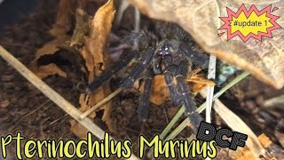 Pterinochilus Murinus  DCF MIKUMI OBT  tarantula fyp fypシ subscribe giantspider [upl. by Yenaled]