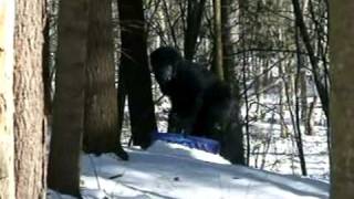 WILD BIGFOOT FOOTAGE [upl. by Consuela]