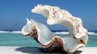 Phylum Mollusca Part 3 Class Bivalvia Clams Oysters Mussels etc [upl. by Namya]