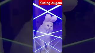 kucing dugem remix music dj cat kucing funny cute cats drama viral [upl. by Uria]