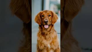 Golden Retriever Portraits dogphotography streetportraits streetphotography 85mm dogportraits [upl. by Yrnehnhoj]