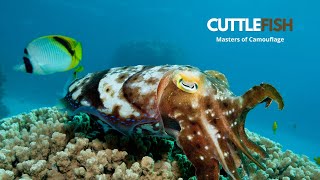 Unveiling the Mysteries of Cuttlefish  The Masters of Camouflage [upl. by Ardnoid]