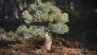 Japanese White Pine Wiring In The Field  Arkefthos Bonsai [upl. by Rianon903]