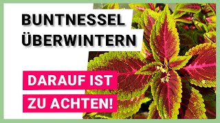 Ist Buntnessel winterhart So können Sie es überwintern [upl. by Divadnahtanoj]