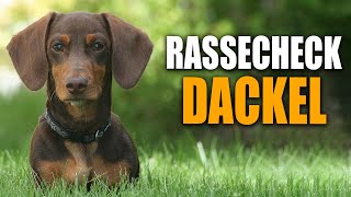 Dackel Rassecheck  Rasseportrait Rassebeschreibung Informationen zur Rasse Dackel Zwergdackel [upl. by Llevert761]