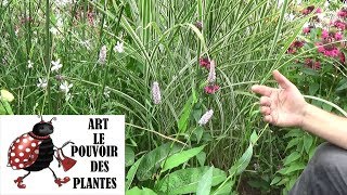 Tuto jardinTaille et entretien Persicaria bistorta superba Vivace [upl. by Hillell35]