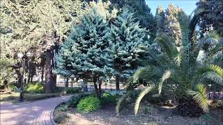 Cupressus arizonica Fastigiata Aurea [upl. by Arakawa]