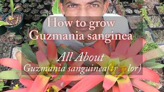 Guzmania sanguinea Bromeliad Growth Care amp Culture [upl. by Garland597]