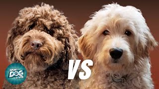 Labradoodle VS Goldendoodle  Which Poodle Mix Breeds Is Better [upl. by Annahoj]