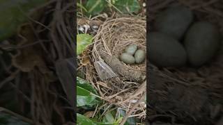 Bird Nest 🪹 🥚 nature relaxingmusic christchurchnz forest hatching [upl. by Eikcuhc29]