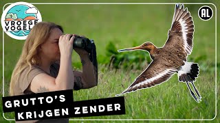 Gruttos krijgen zender  TV  Vroege Vogels [upl. by Pega]