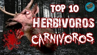 Top 10 Herbívoros carnívoros [upl. by Aranahs]