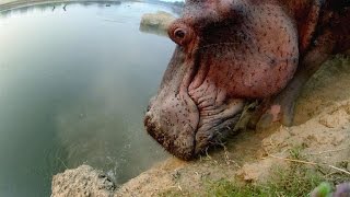 Hippo Climbs Down a Steep CliffWith Difficulty [upl. by Cyrano]