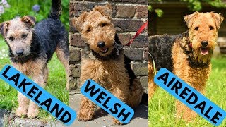 Airedale vs Welsh vs Lakeland Terrier Difference [upl. by Tabbie861]