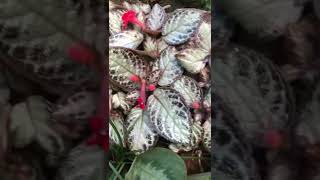 Episcia cupreata no murinho de pedras [upl. by Johnsson716]