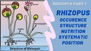 Rhizopus Structure Occurrence Nutrition Rhizophus Fungi Thallus structure of Rhizopus [upl. by Sandor]