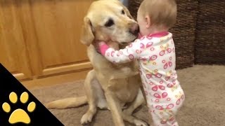 Cute Dogs And Adorable Babies Compilation [upl. by Suivatnod]