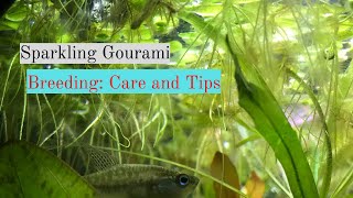 Sparkling Gourami Breeding Care and Tips [upl. by Holofernes907]