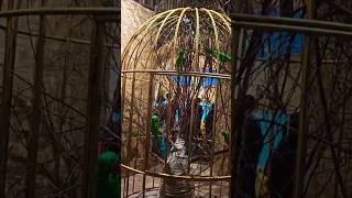 Bird Cage Decor at Bengal Puja Pandal 🌸🕊️  templedecor BengalPuja PujaPandal [upl. by Maleeny]