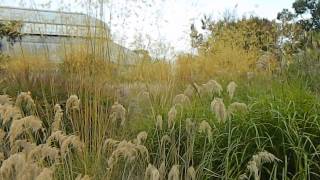 Ornamental Grasses at Botanic Gardens Dublin in October [upl. by Aylat]