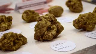 Fiera Internazionale Del Tartufo Bianco DAlba  Langhe Videos [upl. by Daniel]