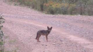 Young wolf howling [upl. by Freida]