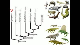 DA IV  Aula 10 Os Synapsida e Diapsida [upl. by Nylac]