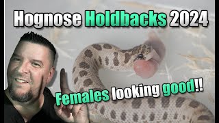 Hognose Female Holdbacks for 2024 [upl. by Coward]