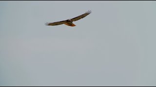 Redtailed Hawk In Flight 442021 HD [upl. by Smitty]