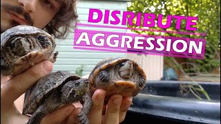 Three Ways To Deal With Aggression Between Turtles [upl. by Anuat]