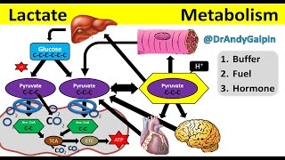 What Lactate is amp What it ACTUALLY does 25 Min Phys [upl. by Eon]