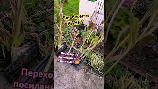 ПІДПИШИСЬ SUBSCRIBE Cannа winter care Canna pielęgnacja zimowaporadyogrodniczeshortsgarden [upl. by Attennyl]