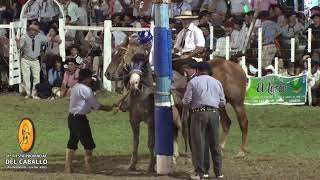 Jineteada de la Fiesta Provincial del Caballo en Urdinarrain [upl. by Yenaffit133]