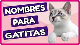 💚 Nombres Para Gatitas Blancas Bonitos Tiernos y Originales [upl. by Alicul]