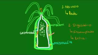 Fisiologia dos cnidários  Zoologia  Biologia [upl. by Philemon]