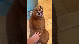 African Caracal Cat shortvideo [upl. by Erb]