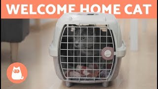 Welcome a CAT to Your HOME 🐱 🏠 How long does it take to adapt [upl. by Eilsel714]