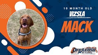 Best Vizsla Dog Training  Mack  Dog Training in London [upl. by Glimp]