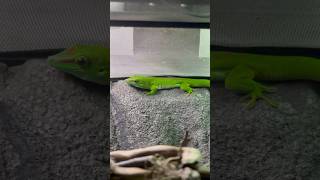 My Madagascan day gecko [upl. by Halsted738]