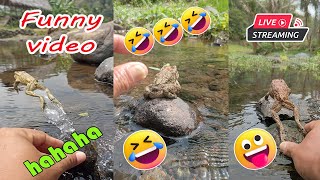 Catching frog funny make you laugh  funny animal video  funny frog short live [upl. by Amahcen125]