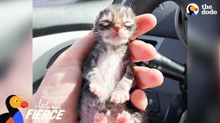 Newborn Kitten Who Was Frozen Solid Grows Up To Be Strong And Feisty  The Dodo Little But Fierce [upl. by Nedearb]