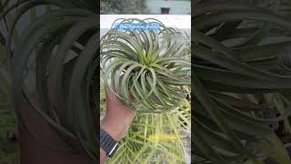 Tillandsia Brachycalous Hybrid medium airplants nature [upl. by Jared140]