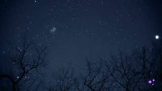 NIGHT SKY IN A MAGIC FOREST  background video aesthetic  screensaver 4k no sound  1 hour [upl. by Alliuqahs331]