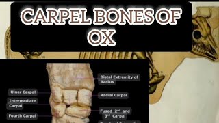 Ox carpel bones Anatomy  Anatomy viralvideo cow [upl. by Nitfa]