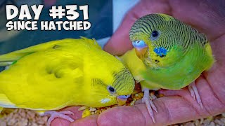 Hand Feed Baby Budgies  Ultimate Taming Guide [upl. by Ayhay]