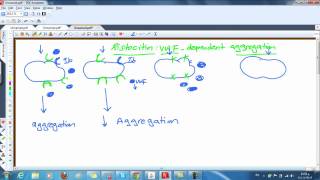 Ristocetin Fun [upl. by Disraeli201]