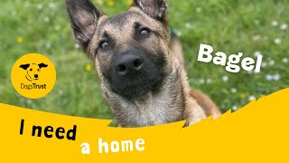 Bagel the brilliant Belgian Shepherd cross  Dogs Trust Canterbury [upl. by Diamond]