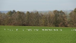 SILBERREIHER am Rückhaltebecken Straußfurt in Thüringen [upl. by Aihtak182]